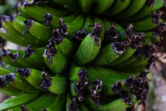 Green unripe banana bunch with water drops royalty free stock images Green unripe banana bunch with water drops royalty free stock images