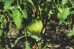 Green unripe tomato on branch in vegetable garden stock photo Green unripe tomato on branch in vegetable garden stock photo