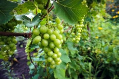 Green, unripe, wine grapes in vineyard, grapes growing on vines in vine yard stock images Green, unripe, wine grapes in vineyard, grapes growing on vines in vine yard stock images