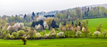 Green valley with blooming trees royalty free stock photo Green valley with blooming trees royalty free stock photo