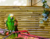 Green vibrant colored yellow naped amazon parrot or yellow crowned parrot a endangered species because of deforestation royalty free stock images Green vibrant colored yellow naped amazon parrot or yellow crowned parrot a endangered species because of deforestation royalty free stock images