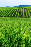 Green Vineyards Royalty Free Stock Photos Green Vineyards Royalty Free Stock Photos