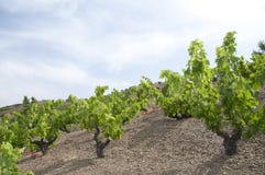 Green vineyards royalty free stock photos Green vineyards royalty free stock photos
