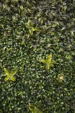Green wall full of plants and flowers stock photo Green wall full of plants and flowers stock photo