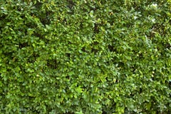 Green wall royalty free stock photography Green wall royalty free stock photography