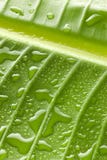 Green Water Drops Leaf Background Stock Images Green Water Drops Leaf Background Stock Images