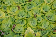 Green water plant background stock images Green water plant background stock images