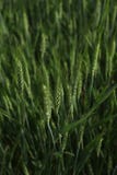 Green Wheat Stock Photo