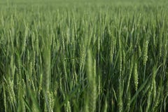 Green Wheat Stock Image