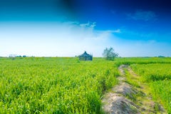 Green wheat ears in a farm royalty free stock photography Green wheat ears in a farm royalty free stock photography