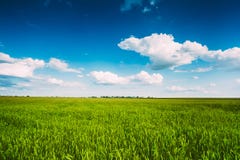 Green Wheat Ears Field, Blue Sky Background Royalty Free Stock Photography Green Wheat Ears Field, Blue Sky Background Royalty Free Stock Photography