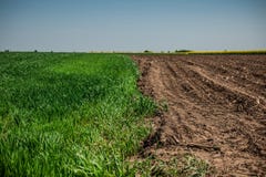 Half green wheat field in the spring sun and half unworked land stock image Half green wheat field in the spring sun and half unworked land stock image