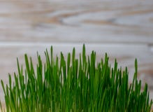 Green wheat germ fitness diet healthy diet royalty free stock image Green wheat germ fitness diet healthy diet royalty free stock image