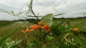 Green wild butterflies perched on orange flowers stock image Green wild butterflies perched on orange flowers stock image
