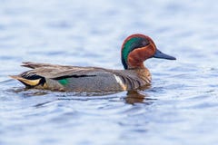 Green Winged Teal Royalty Free Stock Photos Green Winged Teal Royalty Free Stock Photos