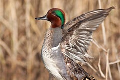 Green Winged Teal Wing Stretch Stock Photography Green Winged Teal Wing Stretch Stock Photography