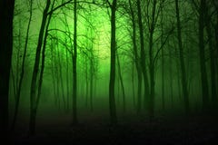 Green Woods Stock Image Green Woods Stock Image