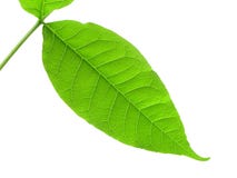 Greenery Stock Image Greenery Stock Image
