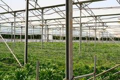 Greenhouse Royalty Free Stock Photography