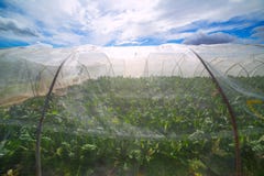 Greenhouse with chard vegetables under dramatic blue sky Royalty Free Stock Photos Greenhouse with chard vegetables under dramatic blue sky Royalty Free Stock Photos