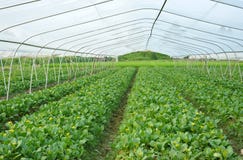 Greenhouse Cultivation Stock Image