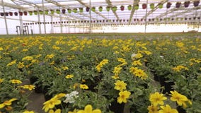 Greenhouse with a large glass roof, bright modern greenhouse with flowers, colorful flowers in a modern greenhouse stock video footage Greenhouse with a large glass roof, bright modern greenhouse with flowers, colorful flowers in a modern greenhouse stock video footage