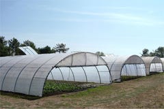 Greenhouse With Cultivated Fresh Vegetables Royalty Free Stock Photos