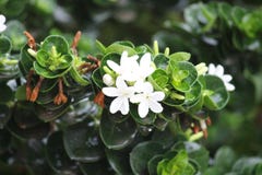A greeny And white flower stock photography A greeny And white flower stock photography
