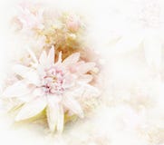 Greeting Card With Stylized White Chrysanthemums Stock Images Greeting Card With Stylized White Chrysanthemums Stock Images