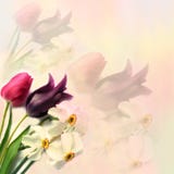 Greeting Floral Card With Tulips And Narcissus Royalty Free Stock Photo