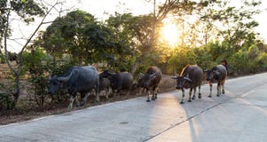 Gregge in un villaggio della campagna, Tailandia della Buffalo fotografie stock Gregge in un villaggio della campagna, Tailandia della Buffalo fotografie stock