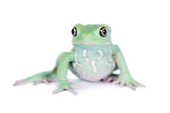 Grenouille cireuse de feuille de singe sur le fond blanc photographie stock Grenouille cireuse de feuille de singe sur le fond blanc photographie stock