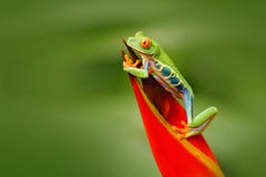 Grenouille d'arbre aux yeux rouges, callidryas d'Agalychnis, animal avec de grands yeux rouges, dans l'habitat de nature, Costa R photographie stock Grenouille d'arbre aux yeux rouges, callidryas d'Agalychnis, animal avec de grands yeux rouges, dans l'habitat de nature, Costa R photographie stock
