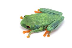 Grenouille d'arbre observée par rouge d'isolement sur le fond blanc Image stock Grenouille d'arbre observée par rouge d'isolement sur le fond blanc Image stock