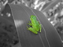 Grenouille d'arbre sur la feuille monochrome images libres de droits Grenouille d'arbre sur la feuille monochrome images libres de droits