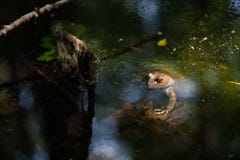 Grenouille dans un étang avec le soleil sur son visage photo stock Grenouille dans un étang avec le soleil sur son visage photo stock