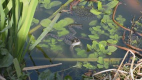 Grenouille et frai de grenouilles dans l'étang de jardin Grenouille et frai de grenouilles dans l'étang de jardin