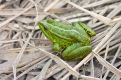 Grenouille verte photo stock Grenouille verte photo stock