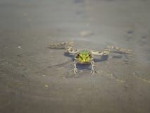 Grenouille verte de faune dans l'étang photo stock Grenouille verte de faune dans l'étang photo stock