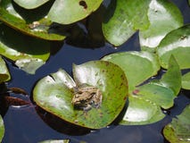 Grenouille verte se reposant sur une feuille de lotus photo libre de droits Grenouille verte se reposant sur une feuille de lotus photo libre de droits