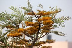 Grevillea robusta, Zijdeachtige eiken, Australische zilveren eik royalty-vrije stock foto's Grevillea robusta, Zijdeachtige eiken, Australische zilveren eik royalty-vrije stock foto's