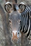 Grevy Zebra Royalty Free Stock Image