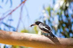 Grey Butcherbird, bird in black white with bug in its beak, in Western Australia stock image Grey Butcherbird, bird in black white with bug in its beak, in Western Australia stock image