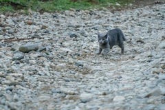 Grey Cat Running on Stones stock image Grey Cat Running on Stones stock image