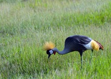 Grey crowned crane, Amboseli National Park, Kenya stock image Grey crowned crane, Amboseli National Park, Kenya stock image