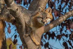 Grey Fox (Urocyon-cinereoargenteus) in Boom kijkt vooruit royalty-vrije stock foto Grey Fox (Urocyon-cinereoargenteus) in Boom kijkt vooruit royalty-vrije stock foto