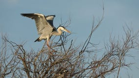 Grey heron, aquatic birds on nest tree, animal behavior in the nature tree habitat, western Europe, wildlife scene,nesting birds stock video Grey heron, aquatic birds on nest tree, animal behavior in the nature tree habitat, western Europe, wildlife scene,nesting birds stock video