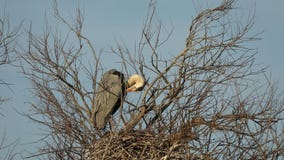 Grey heron, aquatic birds on nest tree, animal behavior in the nature tree habitat, western Europe, wildlife scene,nesting birds stock footage Grey heron, aquatic birds on nest tree, animal behavior in the nature tree habitat, western Europe, wildlife scene,nesting birds stock footage