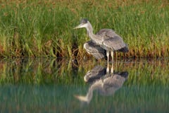 Grey Heron ( ; Ardea cinerea) ; se tenant dans le lac, nettoyage, chasse photos stock Grey Heron ( ; Ardea cinerea) ; se tenant dans le lac, nettoyage, chasse photos stock