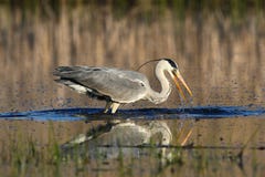 Grey Heron, el fising cinerea del Ardea en el pantano fotos de archivo libres de regalías Grey Heron, el fising cinerea del Ardea en el pantano fotos de archivo libres de regalías